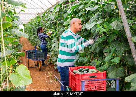 Latino-americano raccogliendo cetrioli in serra fattoria Foto Stock
