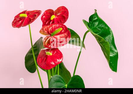 Casa pianta Anthurium in vaso bianco isolato su tavola bianca e sfondo rosa Anthurium è cuore - fiore a forma di Flamingo fiori o Anthurium Foto Stock