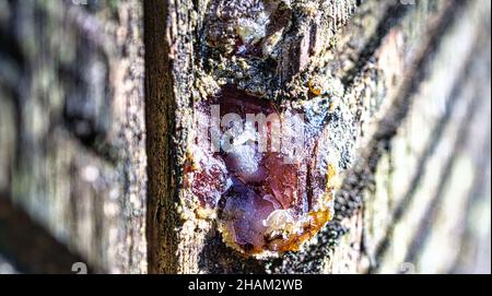 Resina di albero raccolta da un albero di pino. Scanalature sono state intagliate nella corteccia per estrarre la resina dall'albero. La resina naturale di prodotto è allora processo Foto Stock