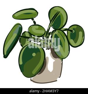 Peperomia radiatore impianti piperaceae vettore disegno a mano verde disegno disegno disegno disegno disegno a colori illustrazione Illustrazione Vettoriale