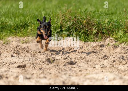 Jack Russell Terrier corre su sabbia gialla. Il giovane cane nero marrone sta giocando e divertendosi. Visto dalla parte anteriore durante il salto, con ombra. Foto Stock