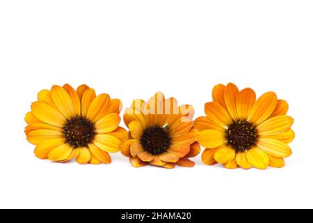 Calendula fiori su sfondo bianco Foto Stock