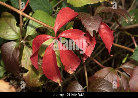 In autunno le foglie del Virginia Creeper diventano un rosso vivo prima di cadere. Nativo del Nord America e conosciuto come Woodbine è un super-riduttore popolare Foto Stock