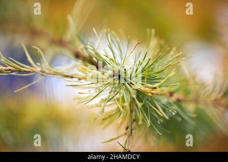 Primo piano fuoco selettivo di ramoscello di conifere con aghi verdeggianti che crescono nella foresta su sfondo sfocato Foto Stock