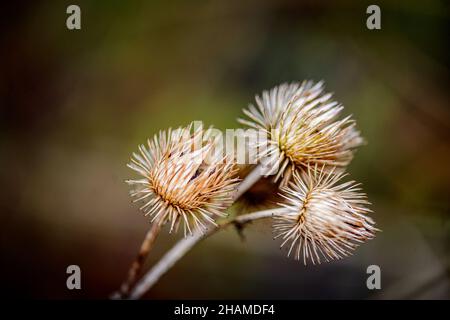 Thistle fiore asciugato in inverno. Alsazia Francia. Il fiore è andato e la corolla forma un disegno grafico sopra la parte superiore del gambo. Foto Stock