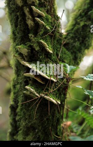 Staffa funghi su tronco di albero coperto muschio accanto a Wyming Brook Drive in Fox Hole Plantation, Wyming Brook, Lodge Moor, Sheffield, Inghilterra, Ki Unito Foto Stock