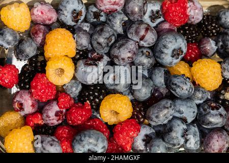 Mirtilli dell'highbush del Nord, amerikansk blåbär (corymbosum di Vaccinium) Foto Stock