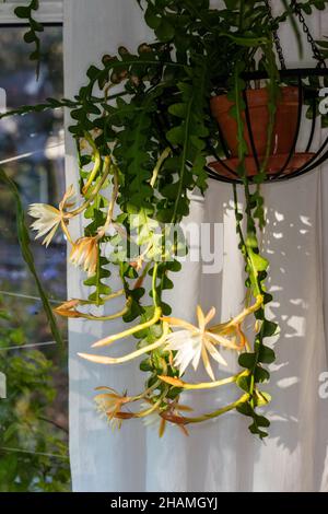 Fishbone Cactus, Flikig bladkaktus (Disocactus anguliger) Foto Stock