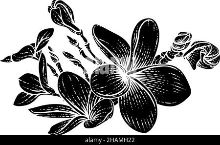 Plumeria Frangipani Tropical Bali Flower Drawing Illustrazione Vettoriale