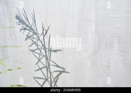 Un'ombra grigia di erba su un muro grigio. Astratto sfondo neutro del concetto di natura. Spazio per il testo. Foto di alta qualità Foto Stock