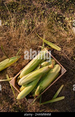 Appena raccolto pannocchie di mais dolce in legno pancia gabbia piatta vista Foto Stock