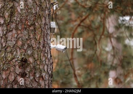 Telecamera di sicurezza sul tronco dell'albero, telecamera spia. Primo piano telecamera CCTV multi-angolo installata nel parco, telecamera CCTV Concept che opera guardando la città Foto Stock