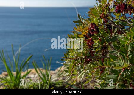 Primo piano della pianta mastice, Pistacea lentiscus, con frutti rossi e neri. Sullo sfondo, fuori fuoco, il Mar Mediterraneo Foto Stock