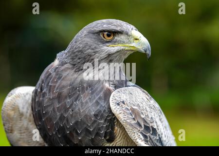 Buzzard-aquila (geranoaetus melanoleucus) Foto Stock