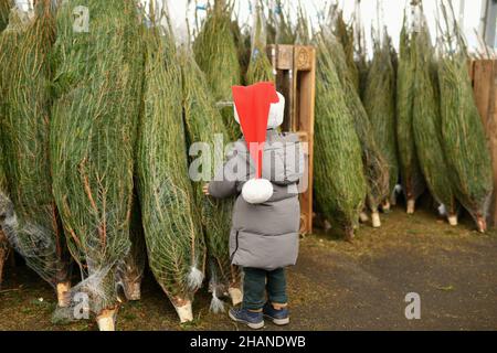 Il ragazzino sceglie un albero di Natale nel negozio. Foto Stock