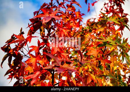 Liquidambar in autunno Foto Stock