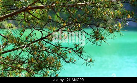 Bellissimo ramo di pino a metà estate. Riprese in stock. Lago Pine Mountain. Ramo di conifere sullo sfondo del lago in estate. Foto Stock