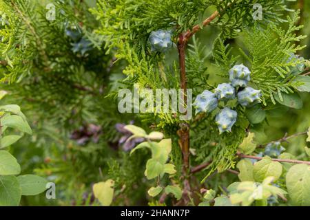 Giovani coni verdi nella foresta Foto Stock