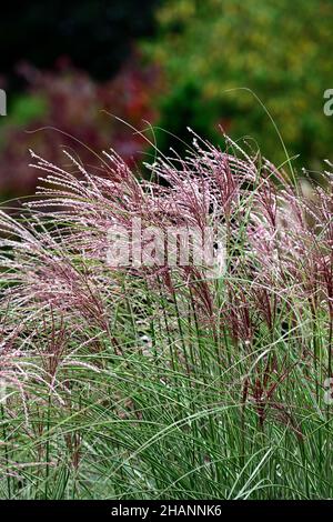 Miscanthus sinensis Red Chief,erba,erbe,teste di semi,teste di semi,erba ornamentale,erbe ornamentali,teste di fiori,RM Floral Foto Stock