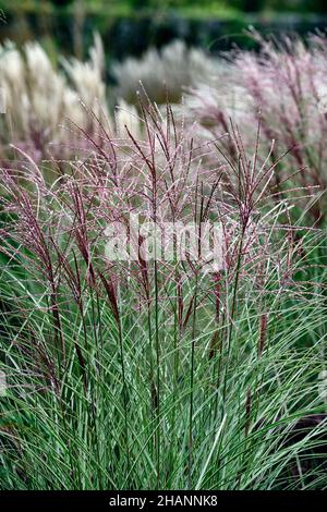 Miscanthus sinensis Red Chief,erba,erbe,teste di semi,teste di semi,erba ornamentale,erbe ornamentali,teste di fiori,RM Floral Foto Stock