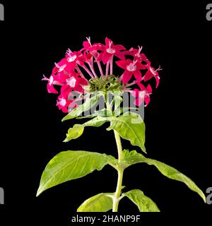 stella egiziana o pentas lanceolata, fiori rossi a forma di stella isolati su sfondo nero Foto Stock