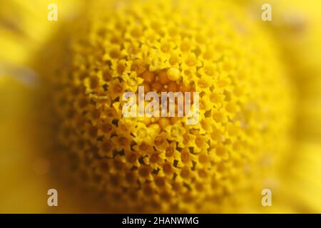 foto macro di un bel fiore stagionale, di primavera, giallo intenso, giallo ardente, giallo brillante, davvero stupendo Foto Stock