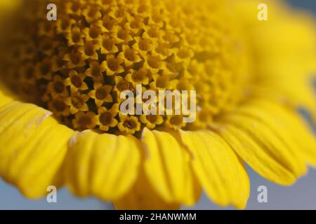 foto macro di un bel fiore stagionale, di primavera, giallo intenso, giallo ardente, giallo brillante, davvero stupendo Foto Stock