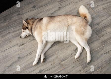 Husky siberiana adagiato sul pavimento Foto Stock