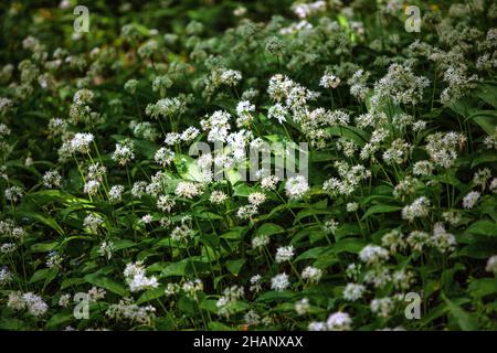Allium ursinum o aglio selvatico copre il suolo forestale, Germania, Europa Foto Stock