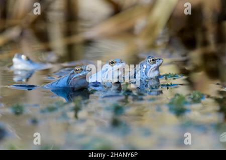 Maennlicher Moorfrosch, Rana arvalis, Male Moor Frogs Group Foto Stock