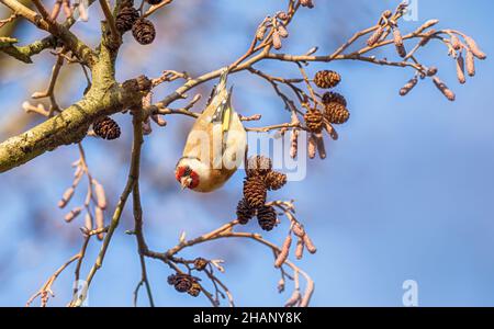 European Goldfinch, Carduelis carduelis, aggrappato e appeso a testa in giù da un ramoscello di un albero di Alder, l'uccello è nibbling cono semi, Germania Foto Stock