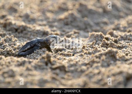 Unechte Karettschildkroete, Caretta, caretta, Loggerhead cova tartaruga marina Foto Stock