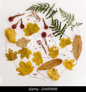 Composizione delle foglie d'autunno Foto Stock
