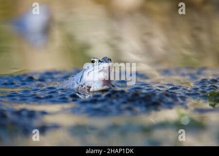 Maennlicher Moorfrosch, Rana arvalis, Male Moor Frog Foto Stock