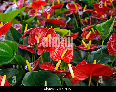 Fiori di fenicottero rosso (Anthurium andraeanum) Foto Stock