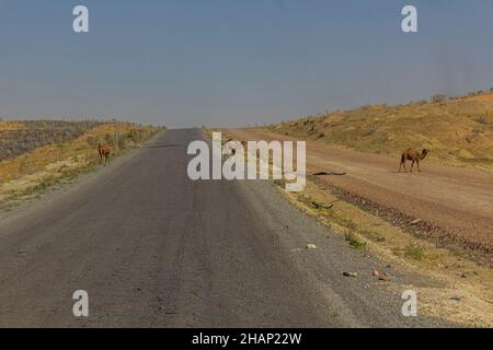 Cammelli su una strada che attraversa il deserto del Karakum tra Ashgabat e Konye-Urgench, Turkmenistan Foto Stock