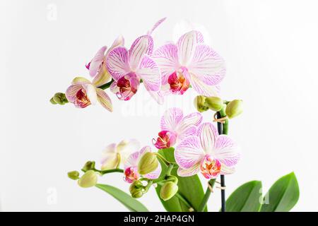 Primo piano vivido rosa Phalaenopsis orchidea fiori in piena fioritura in un giardino pentola vicino a una parete bianca in una giornata estiva soleggiata, bello esterno floreale backgr Foto Stock