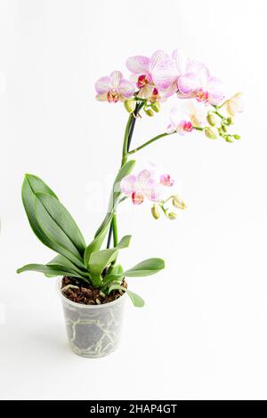 Primo piano vivido rosa Phalaenopsis orchidea fiori in piena fioritura in un giardino pentola vicino a una parete bianca in una giornata estiva soleggiata, bello esterno floreale backgr Foto Stock