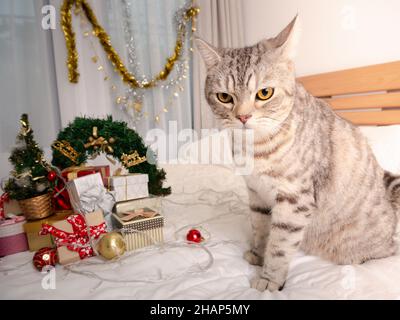 Carino gatto tabby con ornamenti di Natale su letto bianco in camera da letto interno Foto Stock