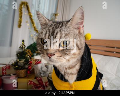 Carino gatto tabby che indossa camicia gialla con ornamenti di Natale sul letto bianco in camera da letto interno Foto Stock