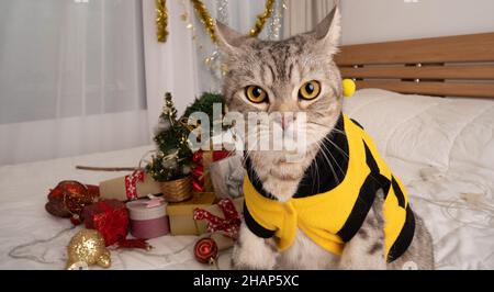 Carino gatto tabby che indossa camicia gialla con ornamenti di Natale sul letto bianco in camera da letto interno Foto Stock