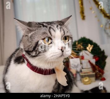 Carino gatto tabby con ornamenti di Natale su letto bianco in camera da letto interno Foto Stock