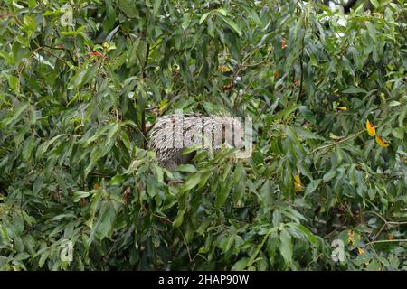 Porcupina brasiliana che alimenta in un albero Foto Stock