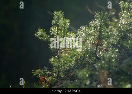 Pino seminato, sottobosco di 3-4 anni in una mattina dewy. Fotografia di contorno Foto Stock
