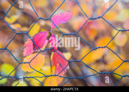 L'autunno lascia dietro la recinzione di filo. Foto Stock