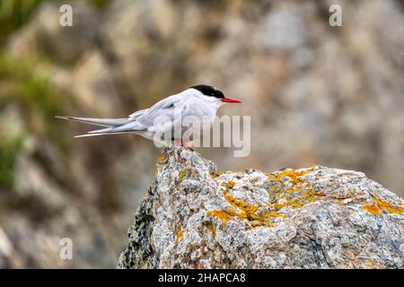 Una terna artica, Sterna paradisaea, arroccata su una roccia nelle Isole Shetland. Foto Stock