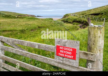 No Dogs Beyond this Point Sign sul cancello della fattoria su Unst, Isole Shetland. Foto Stock