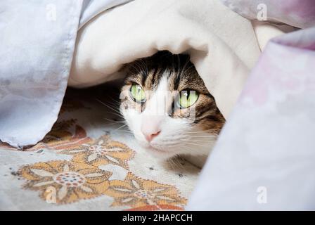 Tabby e gatto bianco nascosto sotto il piumino. Foto Stock