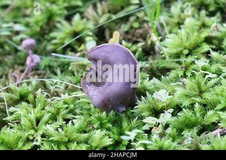 Sella grigio ardesia, Helvella launosa, conosciuta anche come sella nera alpinea, funghi selvatici dalla Finlandia Foto Stock