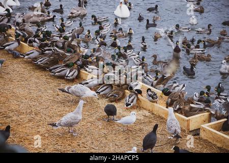 Grande colonia di uccelli d'acqua che svernano, cigni, anatre e altri uccelli acquatici che si nutrono in acqua in inverno al parco cittadino di Stoccolma. Alimentazione di uccelli Foto Stock